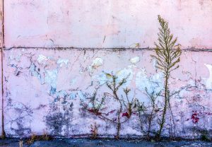 A Beautiful Wall With Beautiful “Weeds”